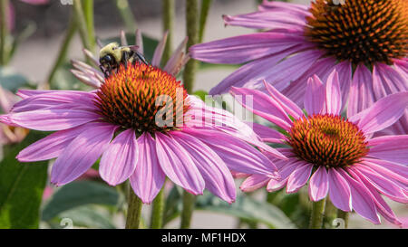 Bee pollinating pink cone flowers Stock Photo