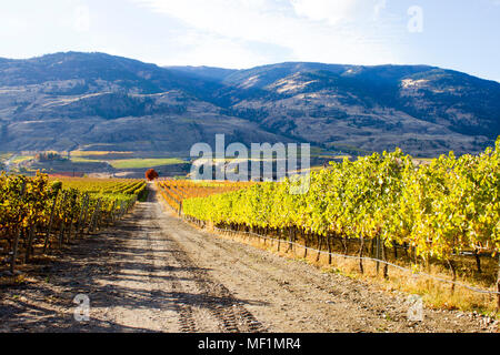 Scenic autumn view of the rural landscape and vineyards of Oliver located in the Okanagan Valley of British Columbia, Canada. Stock Photo