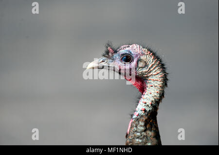 A young male turkey called a jake. Stock Photo