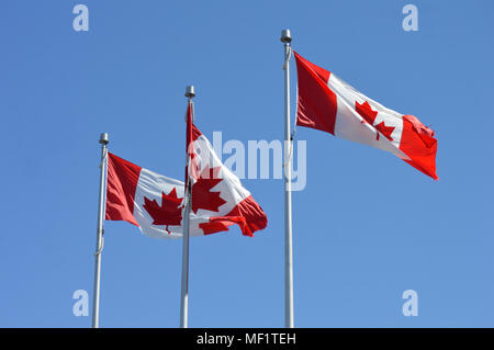 3 Canadian flags flying in a light breeze with ripped edges Stock Photo