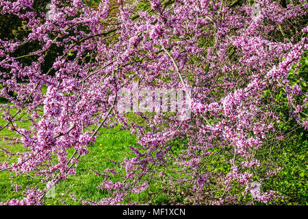 Cercis canadensis, Redbud Stock Photo