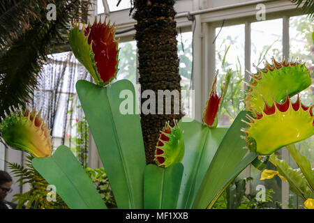 Beautiful, larger than life, vividly colored glass Venus Fly Trap flowers as seen at the Phipps Conservatory Botanical Gardens. Stock Photo