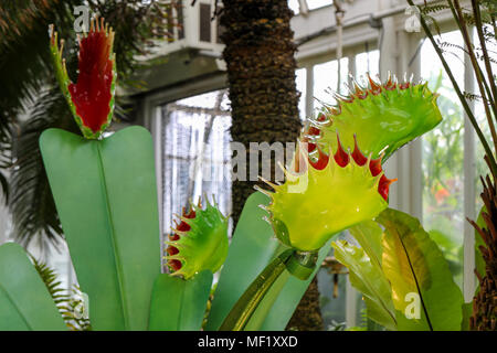 Beautiful, larger than life, vividly colored glass Venus Fly Trap flowers as seen at the Phipps Conservatory Botanical Gardens. Stock Photo
