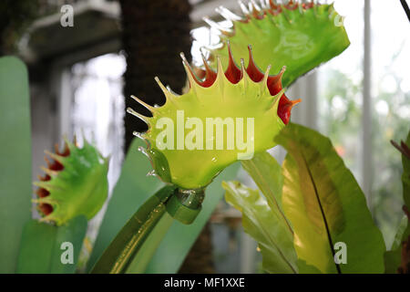 Beautiful, larger than life, vividly colored glass Venus Fly Trap flowers as seen at the Phipps Conservatory Botanical Gardens. Stock Photo