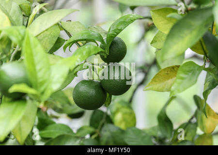 Close Up images of Lime Trees and Fruit at Phipps Botanical Garden Stock Photo