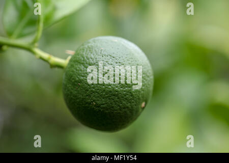 Close Up images of Lime Trees and Fruit at Phipps Botanical Garden Stock Photo