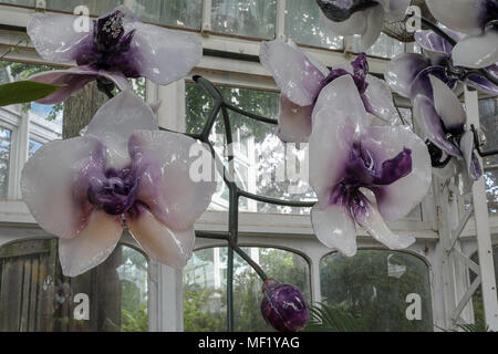 Beautiful, larger than life, vividly colored glass flowers as seen at the Phipps Conservatory Botanical Gardens. - Purple and White Glass Orchids Stock Photo