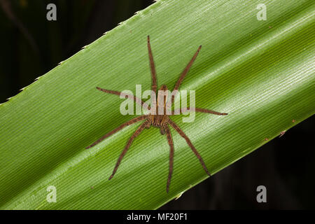 Wandering Spider female on tropical rainforest leaf at night in the Osa Peninsula, Costa Rica. Cupiennius salei Stock Photo