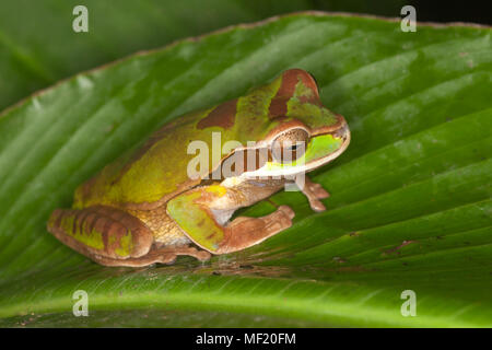 Masked Tree Frog (Smilisca phaeota) Stock Photo