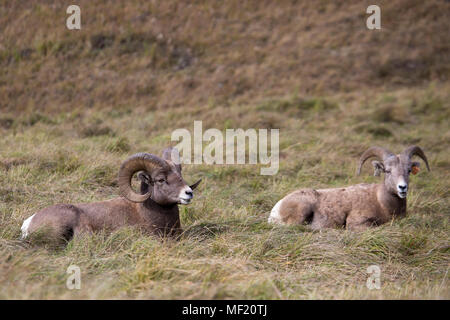 Rocky Mountain Bighorn sheep (Ovis canadensis canadensis) ram and ewe resting in montane grassland habitat of Sheep River Wildlife Sanctuary Stock Photo