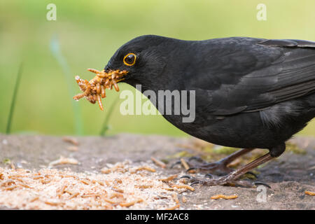 Stirlingshire, Scotland, UK - 24 April 2018: UK weather - on a bright but cloudy day a blackbird maximises the opportunity to collect easy food for it's chicks in the form of mini live mealworms from a Stirlingshire garden Credit: Kay Roxby/Alamy Live News Stock Photo