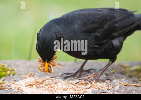 Stirlingshire, Scotland, UK - 24 April 2018: UK weather - on a bright but cloudy day a blackbird maximises the opportunity to collect easy food for it's chicks in the form of mini live mealworms from a Stirlingshire garden Credit: Kay Roxby/Alamy Live News Stock Photo