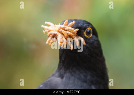 Stirlingshire, Scotland, UK - 24 April 2018: UK weather - Surely I can pick up just one more! On a bright but cloudy day a blackbird maximises the opportunity to collect easy food for it's chicks in the form of mini live mealworms from a Stirlingshire garden Credit: Kay Roxby/Alamy Live News Stock Photo