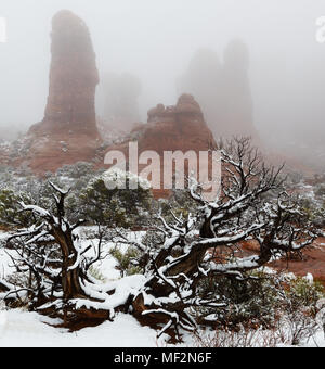 Fresh Snow and weathered tree at Garden of Eden, Arches National Park, Moab, Utah Stock Photo