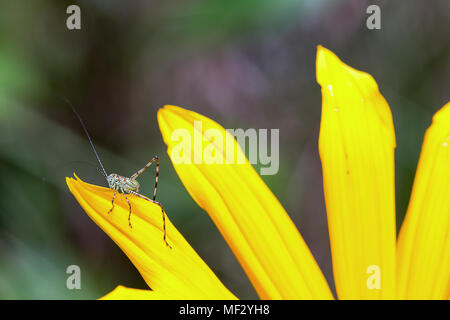 Macrophotography of a tiny garden katydid feeding on a yellow petal. Stock Photo