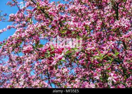 Crabapple, Malus 'Hornet' pink Apple blossoms, ornamental apple Blossoms Flowers Flowering tree Stock Photo