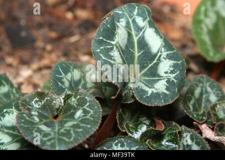 Cyclamen Persicum plant Stock Photo