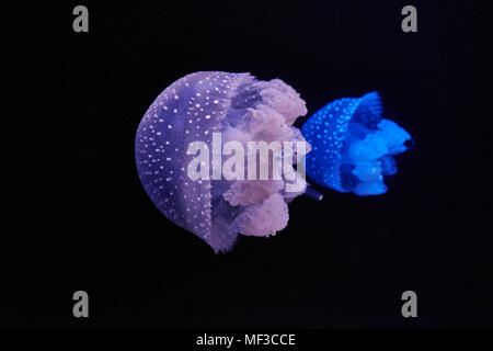 Blue and purple shining jellyfishes in front of black background
