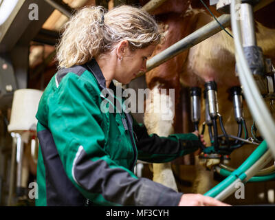 Female farmer in stable milking a cow Stock Photo