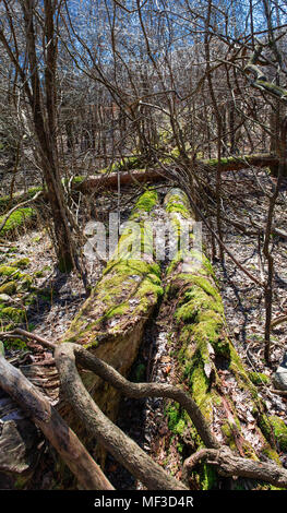 The sun melted the snow early in the spring and the moss in the old Stock Photo