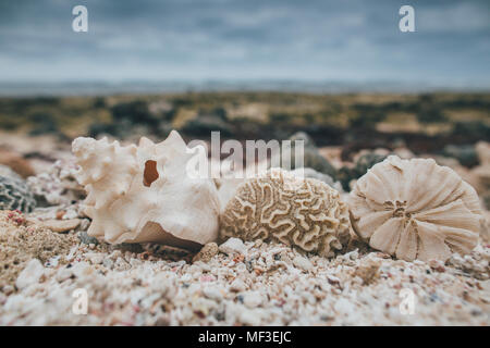 Cuba, Seashells on a beach Stock Photo