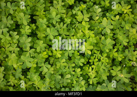 Clovers, trefoil, shamrocks fresh flora outdoors. Green nature background, top close up view. Stock Photo