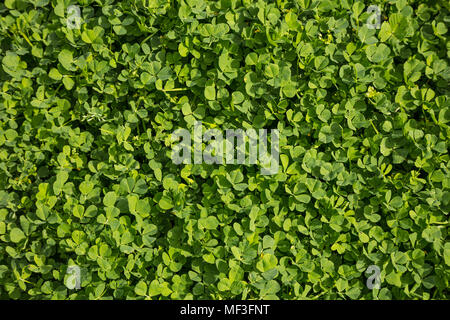 Clovers, trefoil, shamrocks fresh flora outdoors. Green nature background, top close up view. Stock Photo