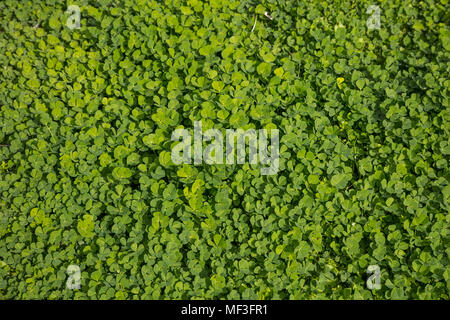 Clovers, trefoil, shamrocks fresh flora outdoors. Green nature background, top close up view. Stock Photo