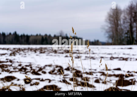 autumn blurry plowed field, covered by the first snow, in the foreground - spikelets of dry grass in focus Stock Photo