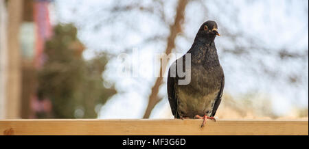 Colorful dove, pigeon standing on wooden surface looking at the camera. Space for text, banner, blurred background, close up view. Stock Photo