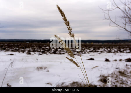 early spring blurry plowed field, covered by the melting snow, in the foreground - spikelets of dry grass in focus Stock Photo