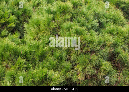 Pine, spruce green parts of tree. Fresh plant, conifer with needles. Nature background, close up view. Stock Photo