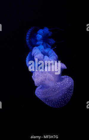 Blue shining jellyfish in front of black background