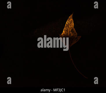 Golden leaf skeleton lit by a single sun ray on a black background Stock Photo