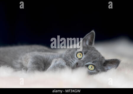 Portrait of Chartreux kitten lying on fur Stock Photo