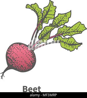 Vector illustration hand-drawn beet with tops Stock Vector