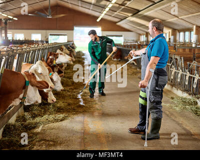 Farmer on crutches guiding man feeding cows in stable on a farm Stock Photo