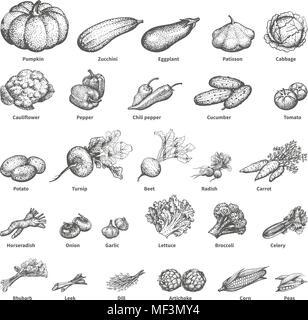 Sketch doodle hand-drawn set vegetables Stock Vector