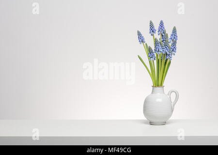 Bouquet of grape hyacinths in a white vase on a white shelf at a white background Stock Photo