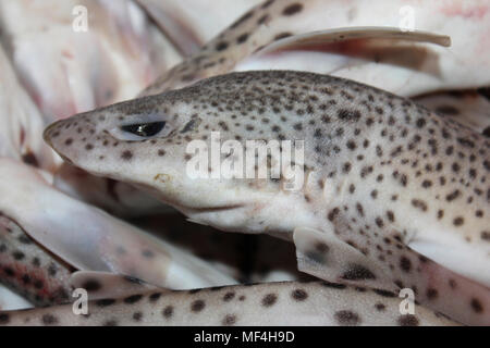 Small Spotted Catshark for sale in the Medina of Fes Morocco Stock Photo