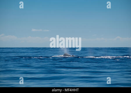 Bottlenose Whale (Hyperoodon ampullatus) surfacing, Nova Scotia, Canada ...