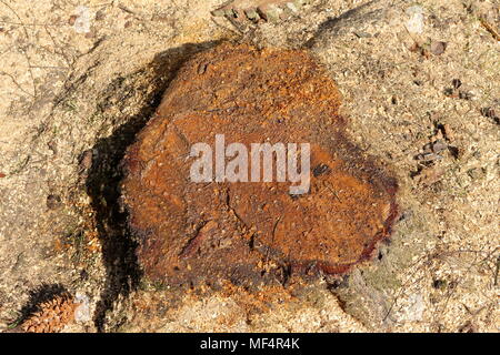 Sap showing on a tree trunk of a newly cut down birch tree with sawdust around it Stock Photo