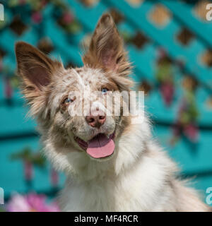 border collie Stock Photo