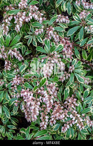 Japanese andromeda, Pieris japonica 'Ralto Rose', decorative shrub Stock Photo