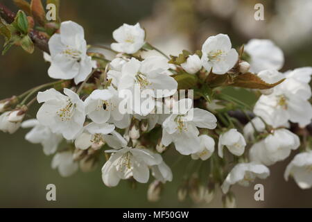 Prunus avium Stock Photo