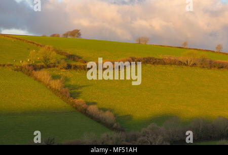 Countryside of fields and hedges near to Barnstaple in North Devon, England Stock Photo