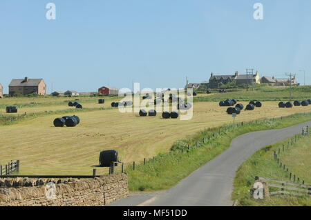 Tractor cutting and bailing hay silage in the summer in Shetland Stock Photo