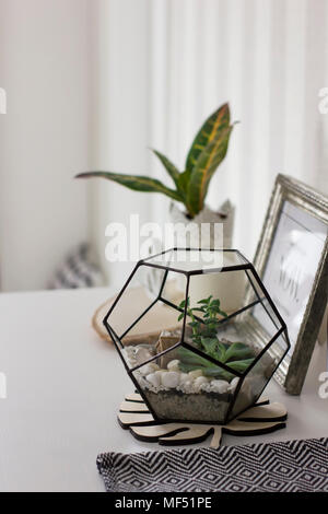 Succulent in metal frame terrarium at home, details of Scandinavian interior Stock Photo