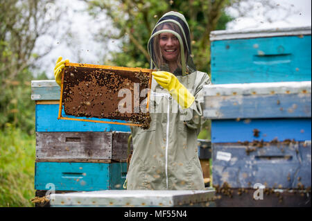 Journalist Amy Jones learns the art of Beekeeping from beekeeper David Wainwright. Stock Photo