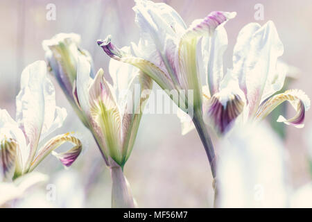Dwarf Iris Iris pumila in coastal hills and in steppe, Russia, Caspian area Stock Photo